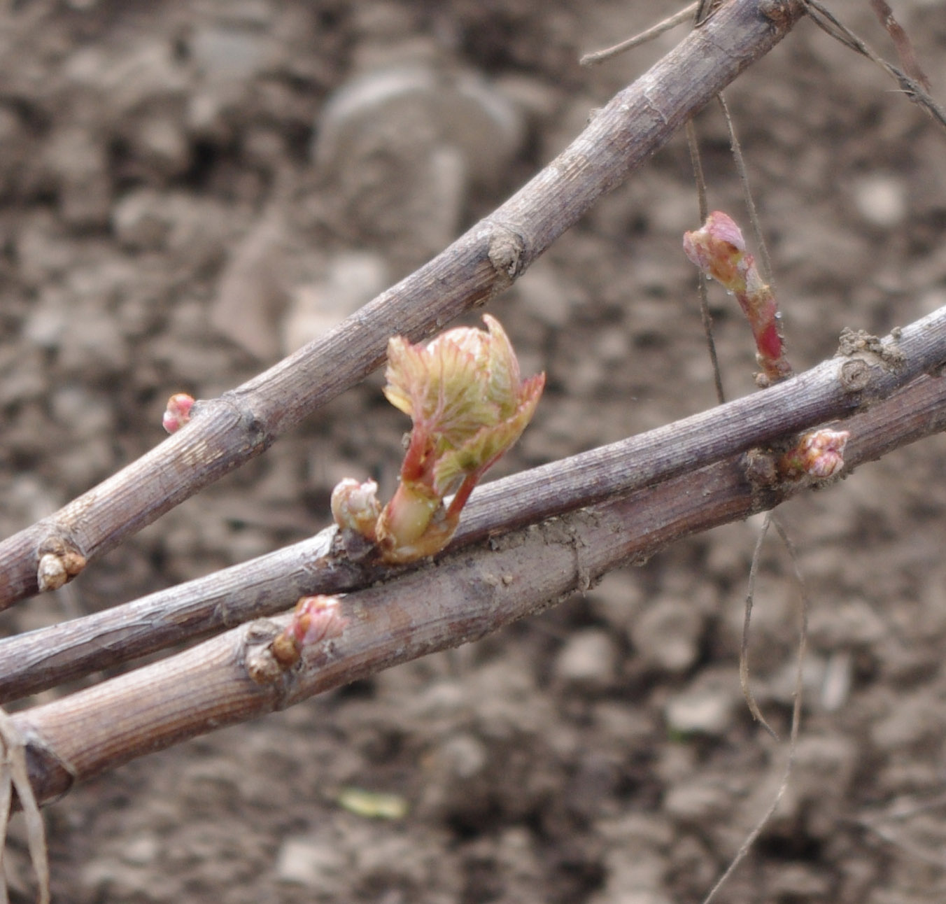 buds may 11 2013_edited-1