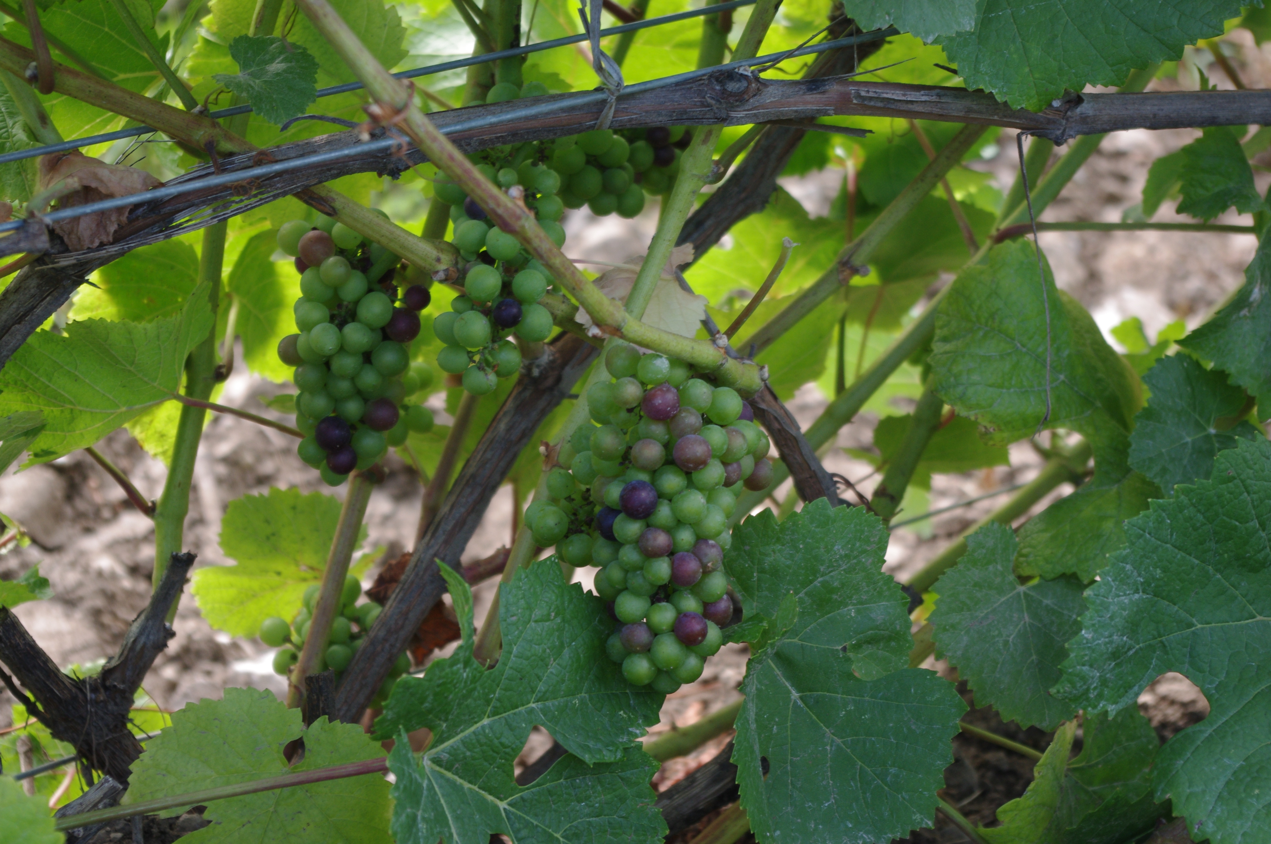 Veraison