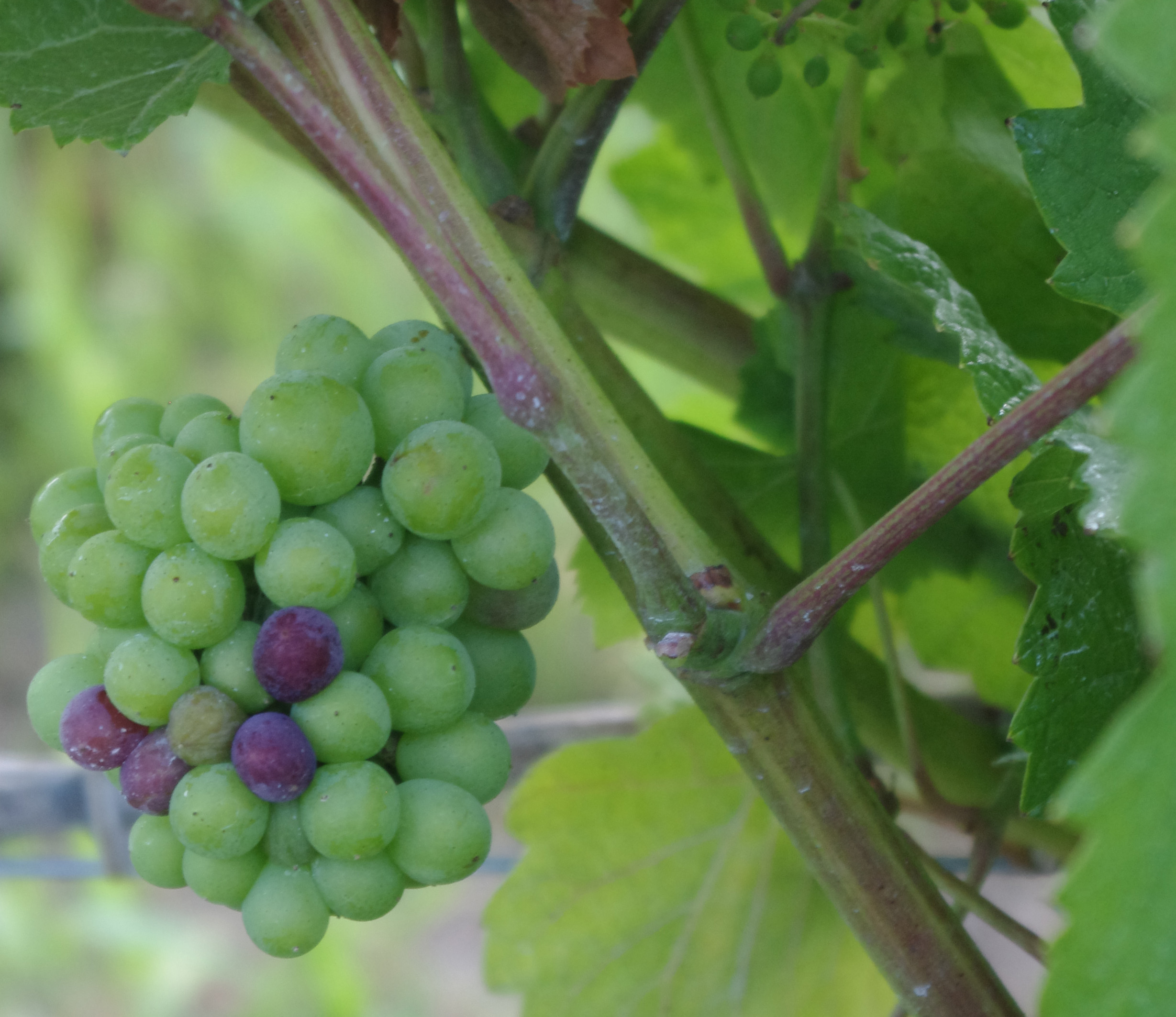 veraison 2014