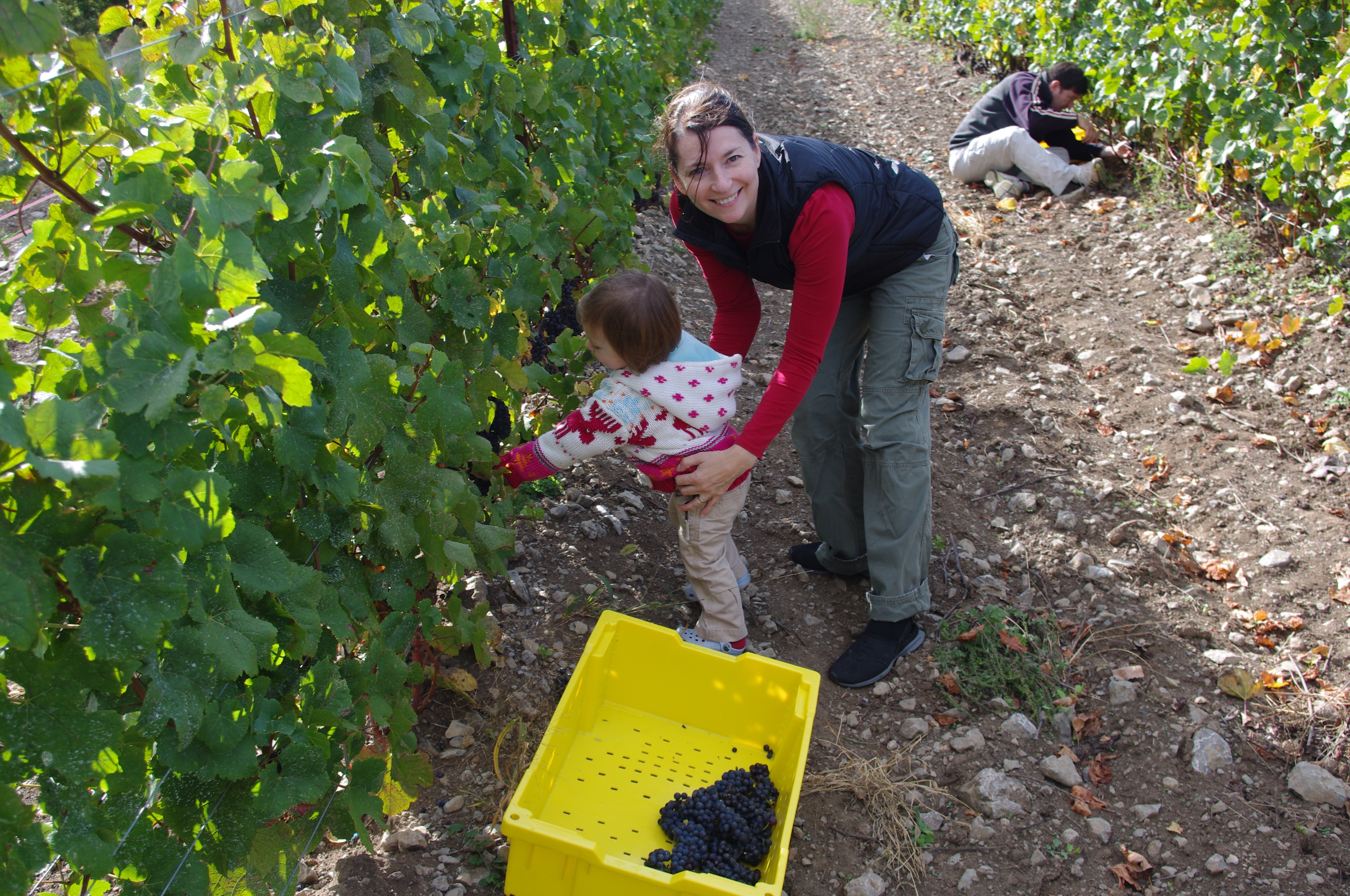 vineyard and misc nov 2010 219