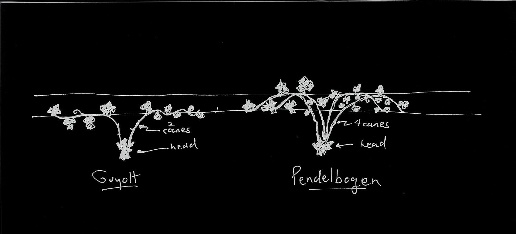 guyolt pendelbogen