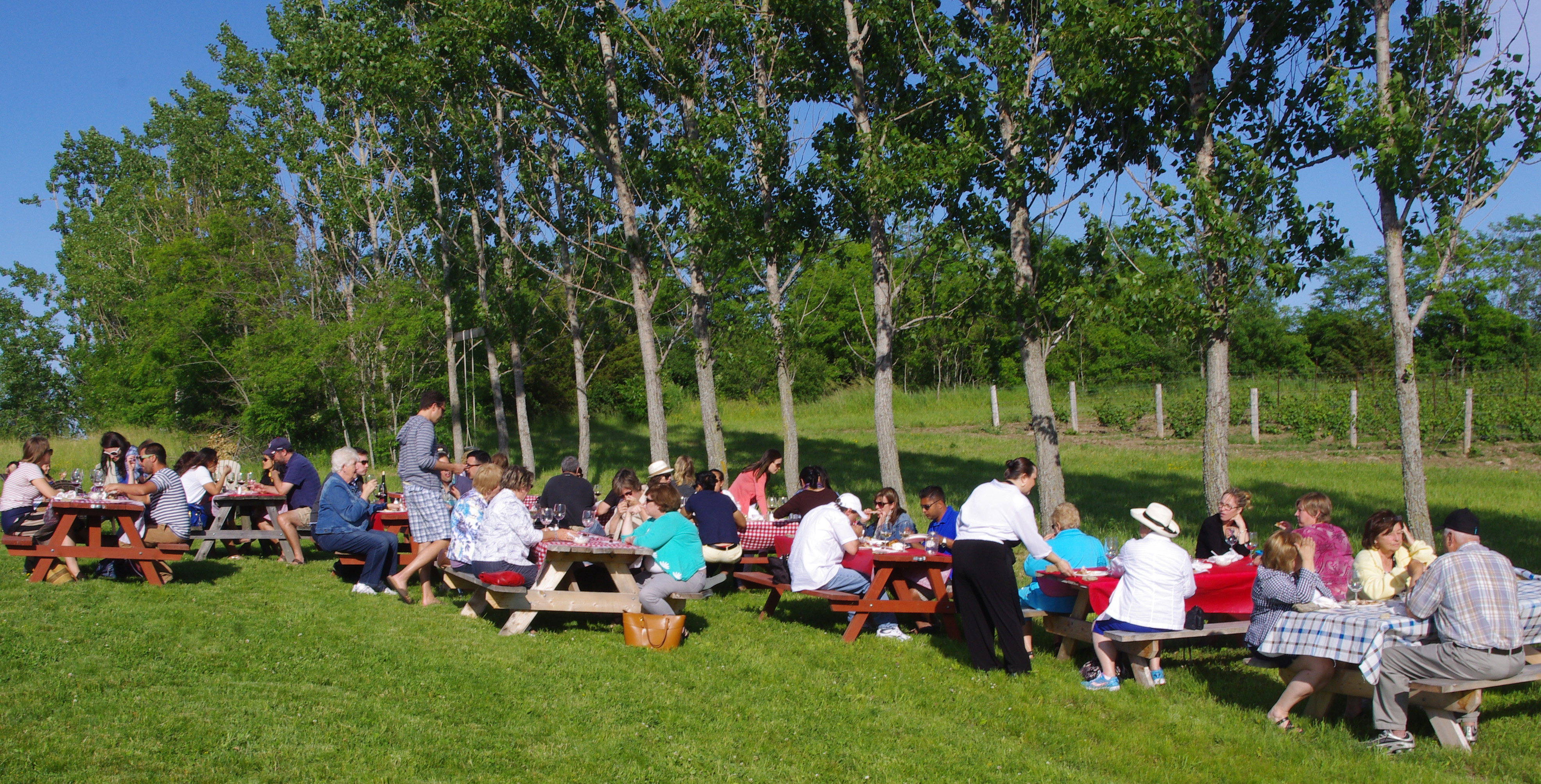 A picnic break near the vineyard at Broken Stone Winery