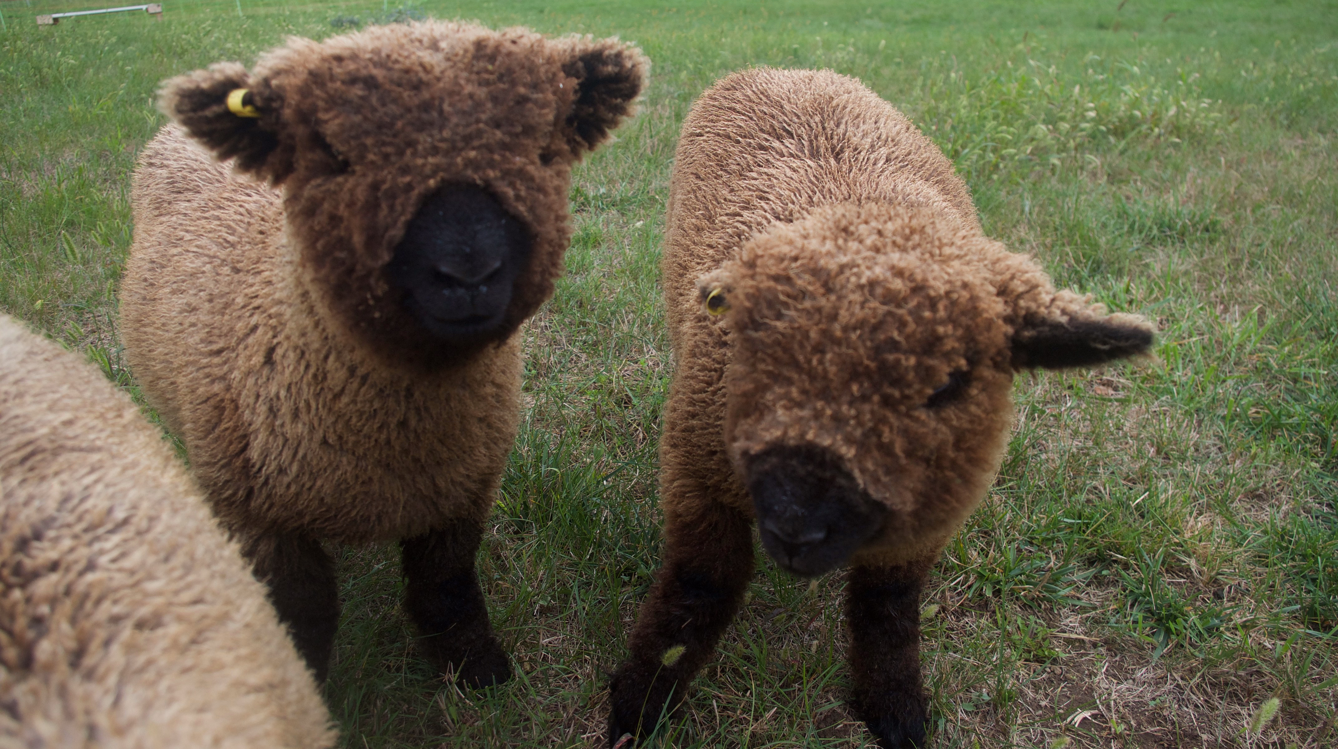 Fullsizeoutput 10c5 E1545758258867