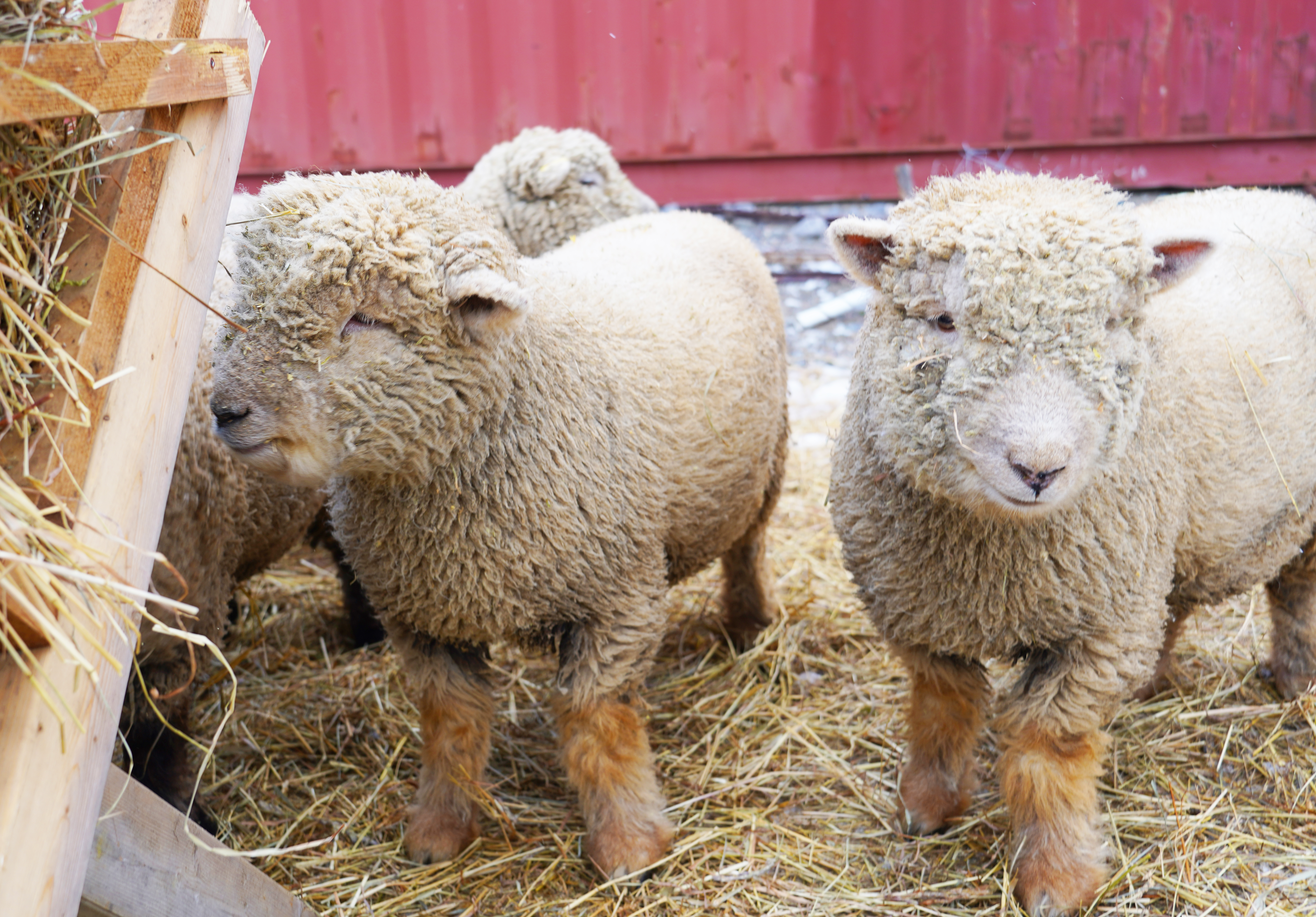 Flower And Friendly Girl