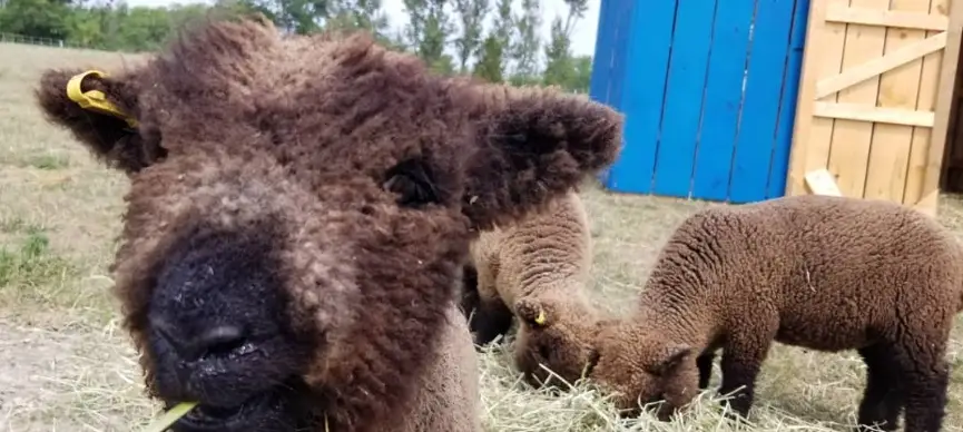 babydoll sheep archive